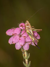 Bog bush-cricket