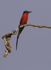 Carmine bee-eater