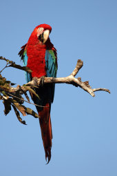 Red-and-green macaw