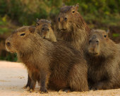 Capybara