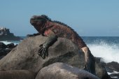 Marine iguana