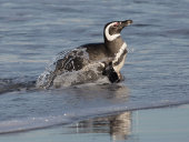 Magellanic penguin