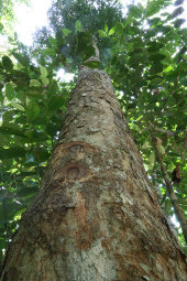 Greenheart