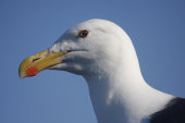 Great black-backed gull