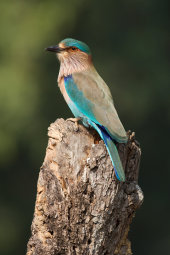 Indian roller