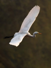 Intermediate egret