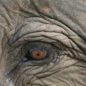 Asian elephant