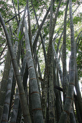 Giant bamboo