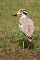 Great thick-knee