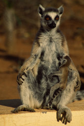 Ring-tailed lemur