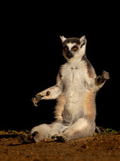 Ring-tailed lemur