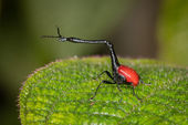 Giraffe-necked weevil