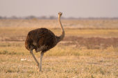 Ostrich