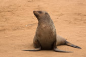 Cape fur seal
