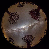 Quiver Trees and Milky Way