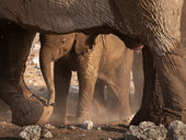 Young Elephant