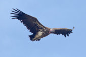 Lappet-faced vulture