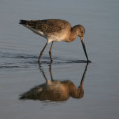 Black-tailed godwit