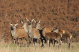 Red Deer Rut