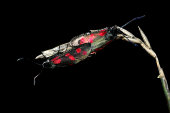 Six-spot burnet moths