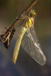 Common darter