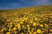 Corn marigolds