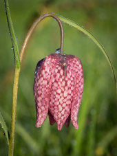 Snake's head fritillary
