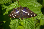Purple emperor