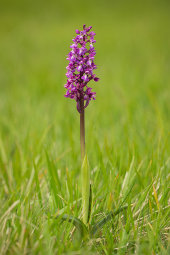 Early purple orchid