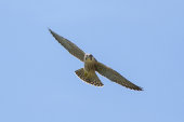 Peregrine falcon