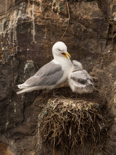 Kittiwake