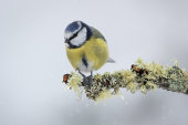 Blue tit