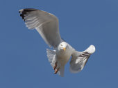 Lesser black-backed gull