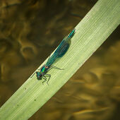 Banded demoiselle