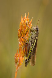 Large marsh grasshopper