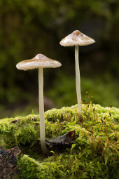 Common bonnet