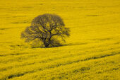 Loan tree, East Knoyle
