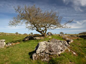 Fyfield Down