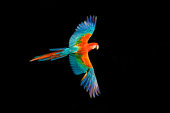 Red-and-green macaw