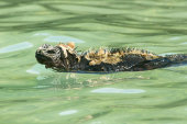 Marine iguana