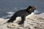 Rockhopper penguin
