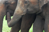 Asian elephants