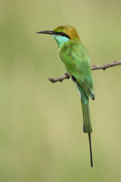 Green bee-eater