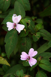 Impatiens