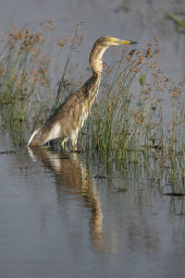 Indian pond heron