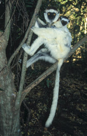 Verraux's sifaka