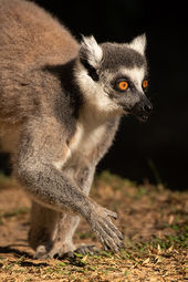 Ring-tailed lemur