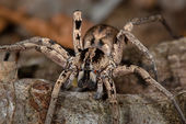 Common Forest Spider