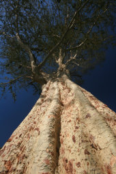 Fever tree