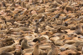 Cape fur seals